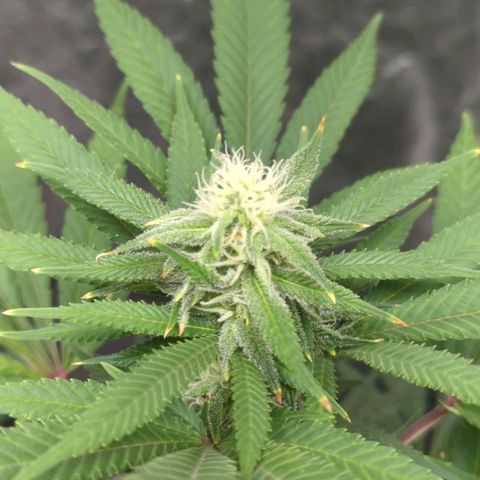 Critical Widow growlog timeline photo