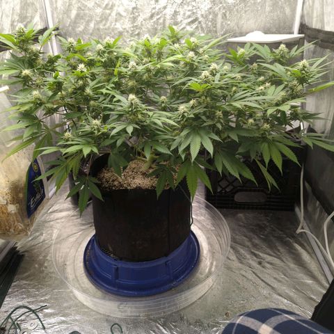 Critical Widow growlog timeline photo