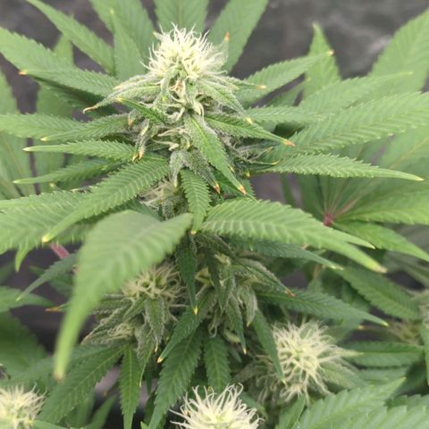 Critical Widow growlog timeline photo