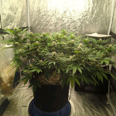 Critical Widow growlog timeline photo