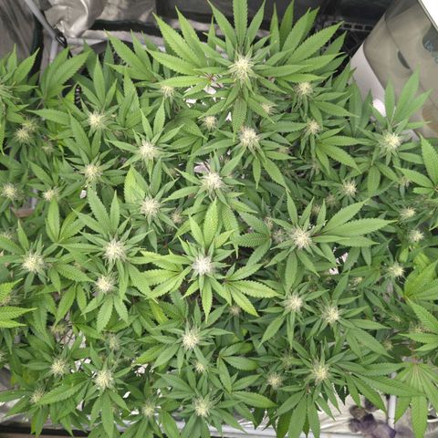 Critical Widow growlog timeline photo