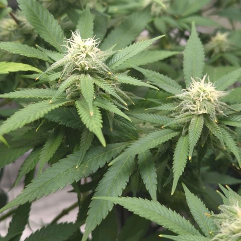Critical Widow growlog timeline photo