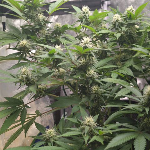 Critical Widow growlog timeline photo