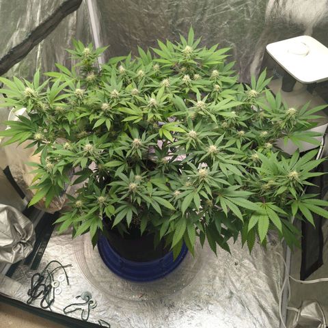 Critical Widow growlog timeline photo