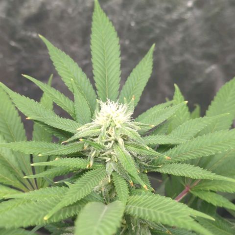Critical Widow growlog timeline photo