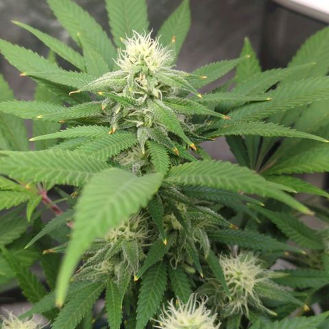 Critical Widow growlog timeline photo