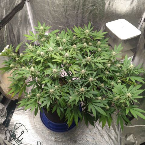 Critical Widow growlog timeline photo