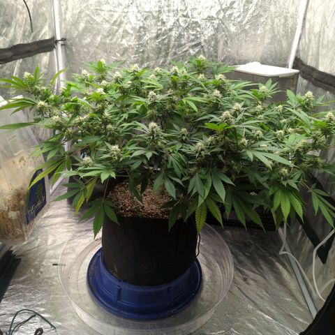 Critical Widow growlog timeline photo