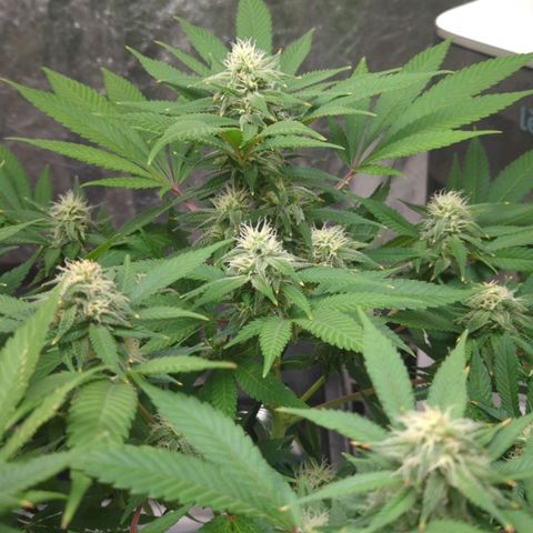Critical Widow growlog timeline photo
