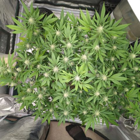 Critical Widow growlog timeline photo