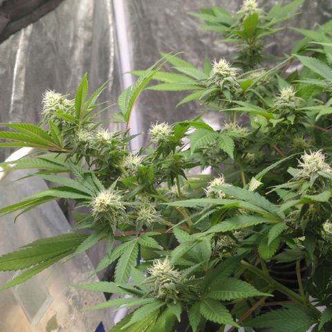 Critical Widow growlog timeline photo