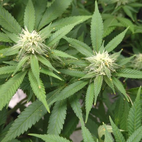 Critical Widow growlog timeline photo