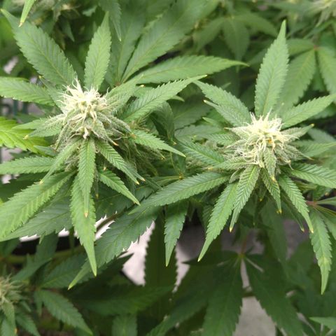 Critical Widow growlog timeline photo