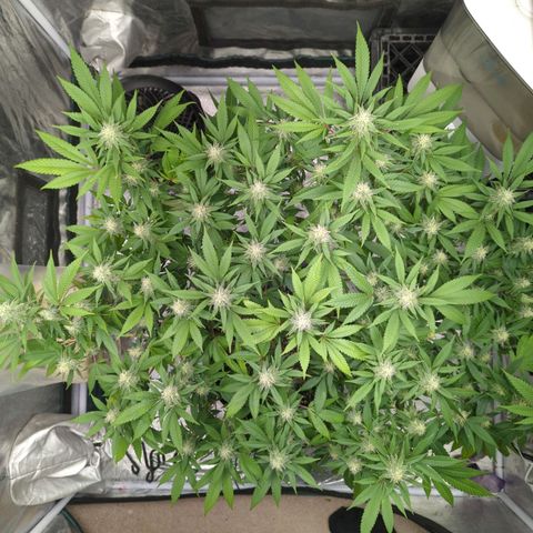 Critical Widow growlog timeline photo