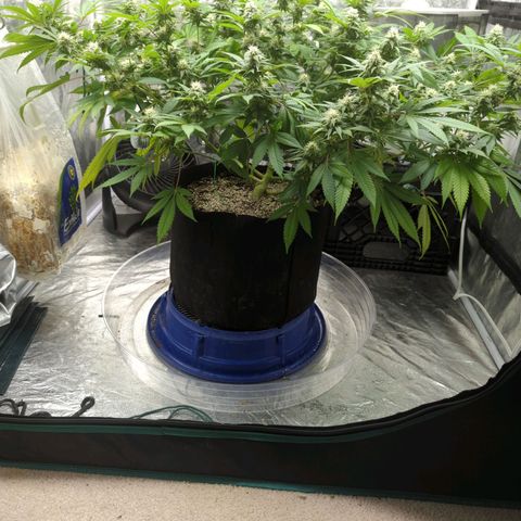 Critical Widow growlog timeline photo