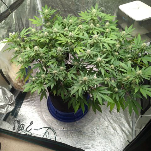 Critical Widow growlog timeline photo