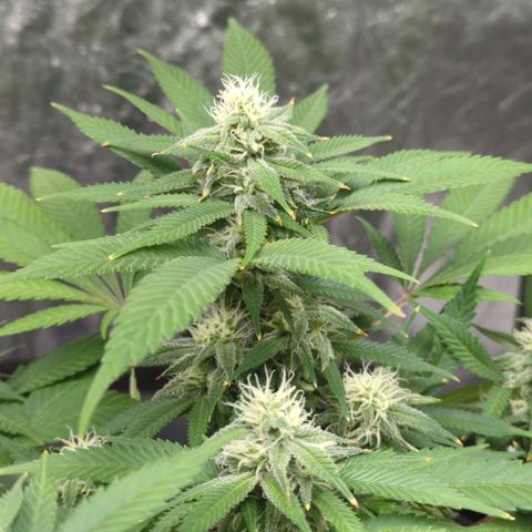 Critical Widow growlog timeline photo