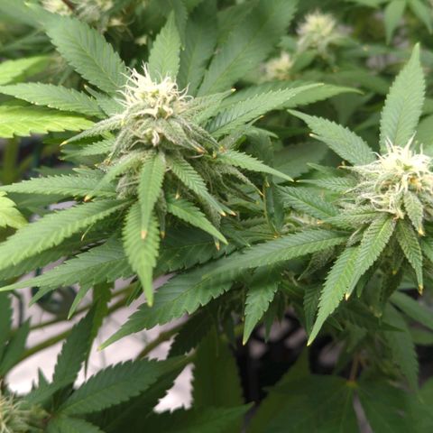 Critical Widow growlog timeline photo