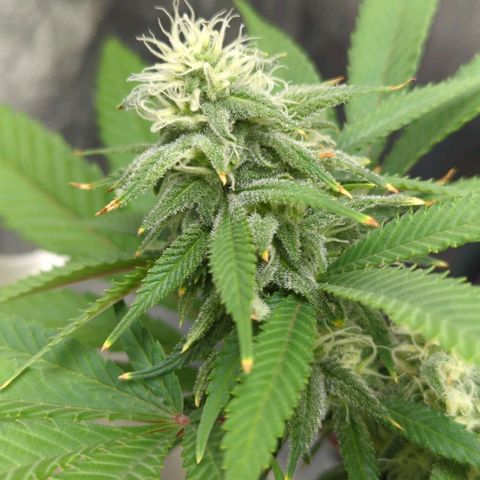 Critical Widow growlog timeline photo