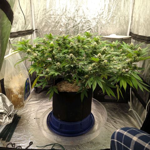 Critical Widow growlog timeline photo