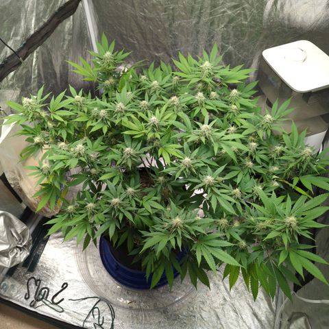 Critical Widow growlog timeline photo