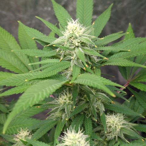 Critical Widow growlog timeline photo