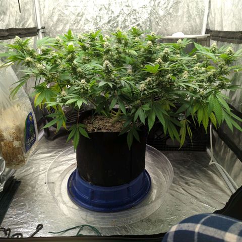 Critical Widow growlog timeline photo