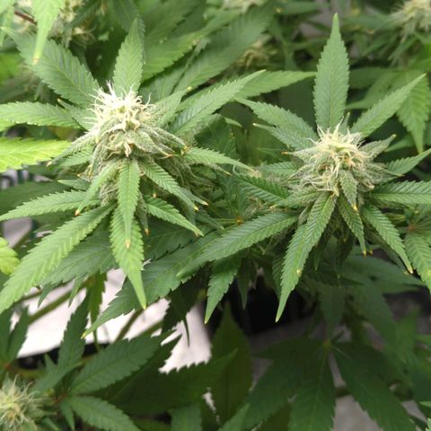 Critical Widow growlog timeline photo