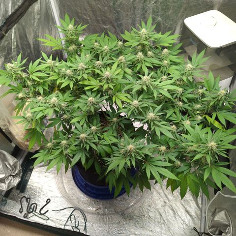 Critical Widow growlog timeline photo
