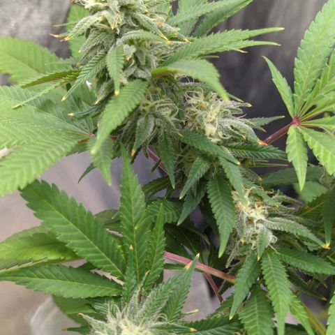 Critical Widow growlog timeline photo