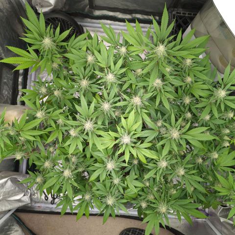 Critical Widow growlog timeline photo