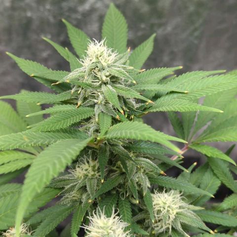 Critical Widow growlog timeline photo