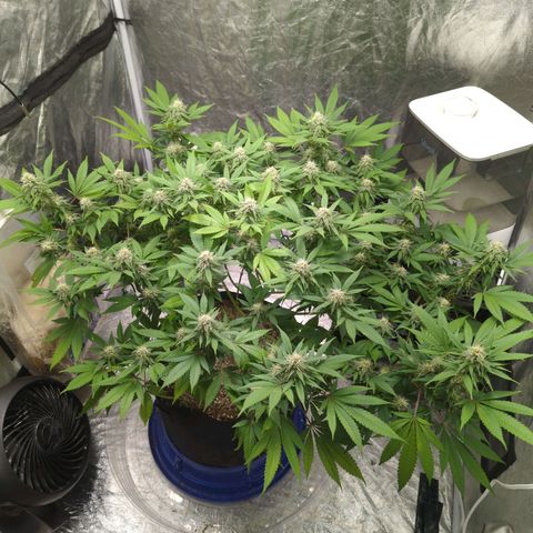 Critical Widow growlog timeline photo