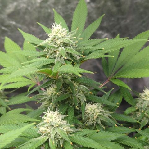 Critical Widow growlog timeline photo