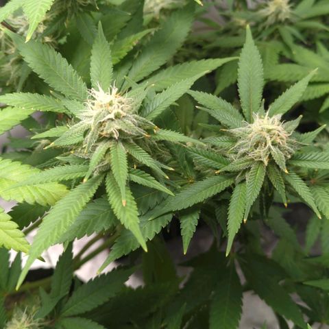 Critical Widow growlog timeline photo