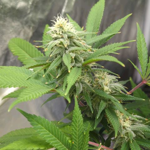 Critical Widow growlog timeline photo