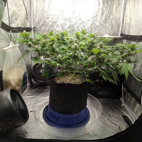 Critical Widow growlog timeline photo