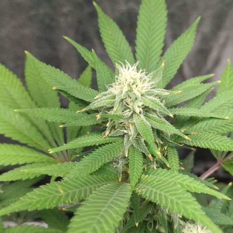 Critical Widow growlog timeline photo