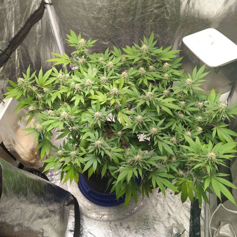Critical Widow growlog timeline photo