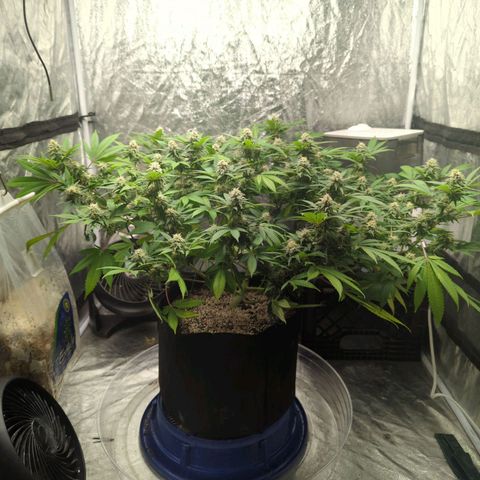 Critical Widow growlog timeline photo