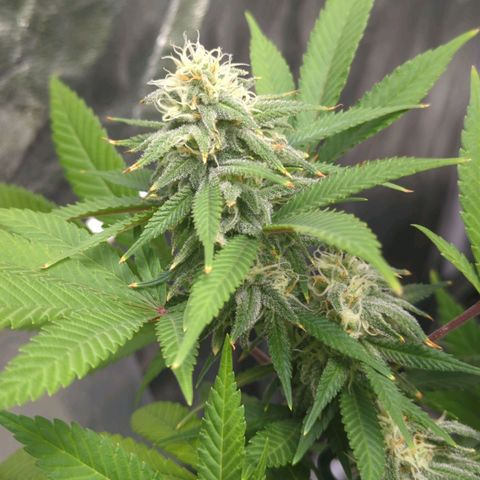 Critical Widow growlog timeline photo
