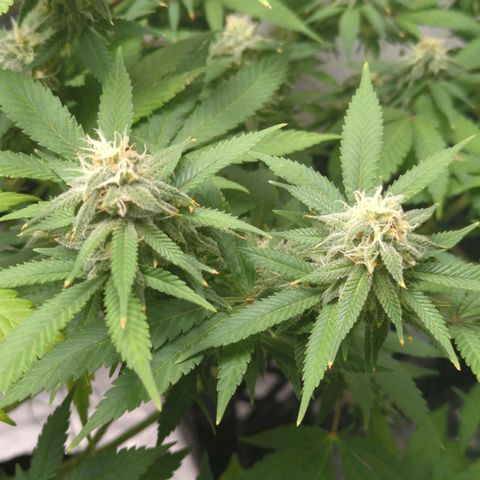 Critical Widow growlog timeline photo