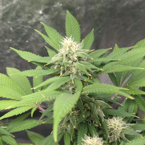 Critical Widow growlog timeline photo