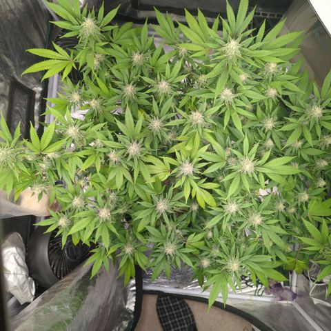 Critical Widow growlog timeline photo