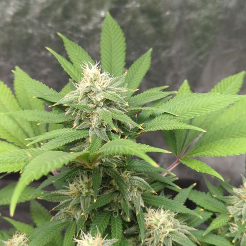 Critical Widow growlog timeline photo