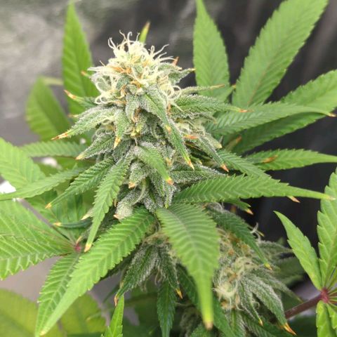 Critical Widow growlog timeline photo