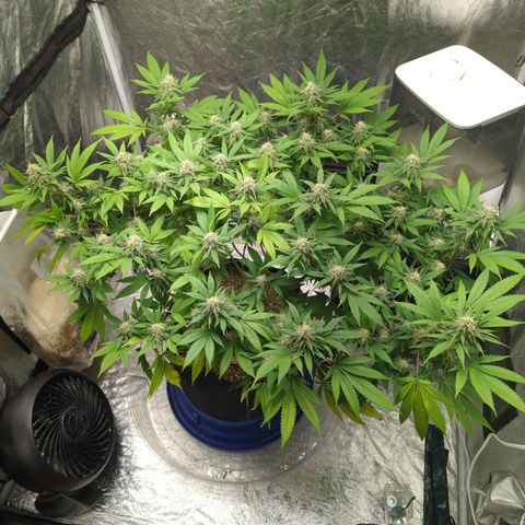 Critical Widow growlog timeline photo