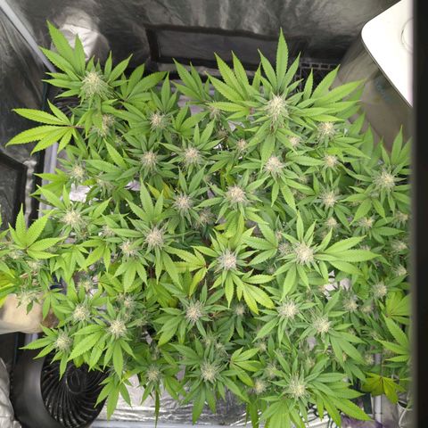 Critical Widow growlog timeline photo