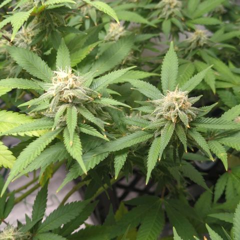 Critical Widow growlog timeline photo