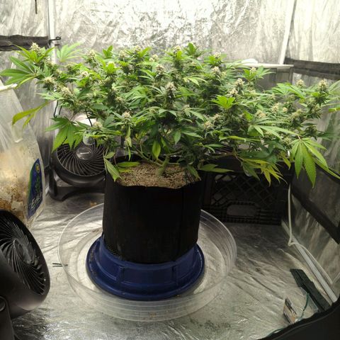 Critical Widow growlog timeline photo